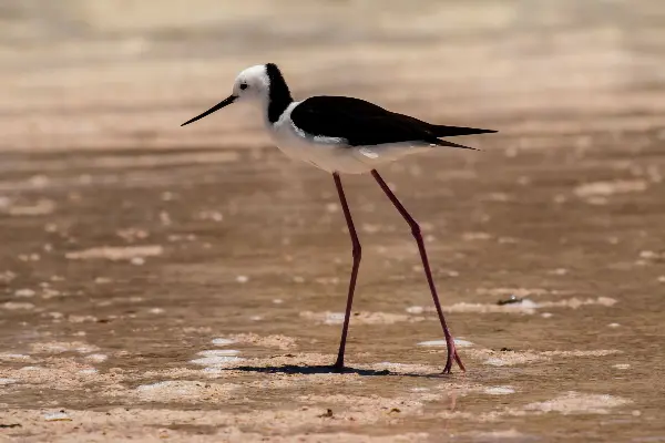 Black Winged Stilt Rottnest Island