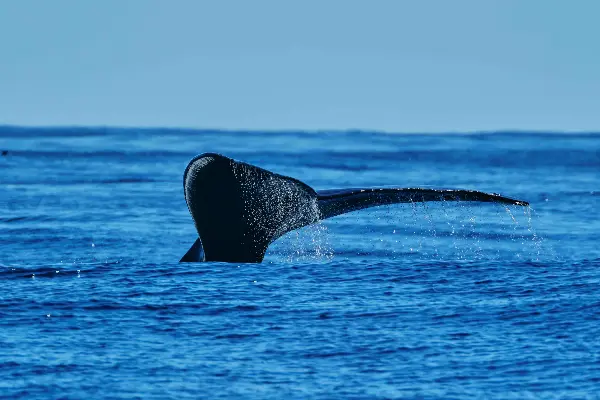 whale tail breaking the sea surface