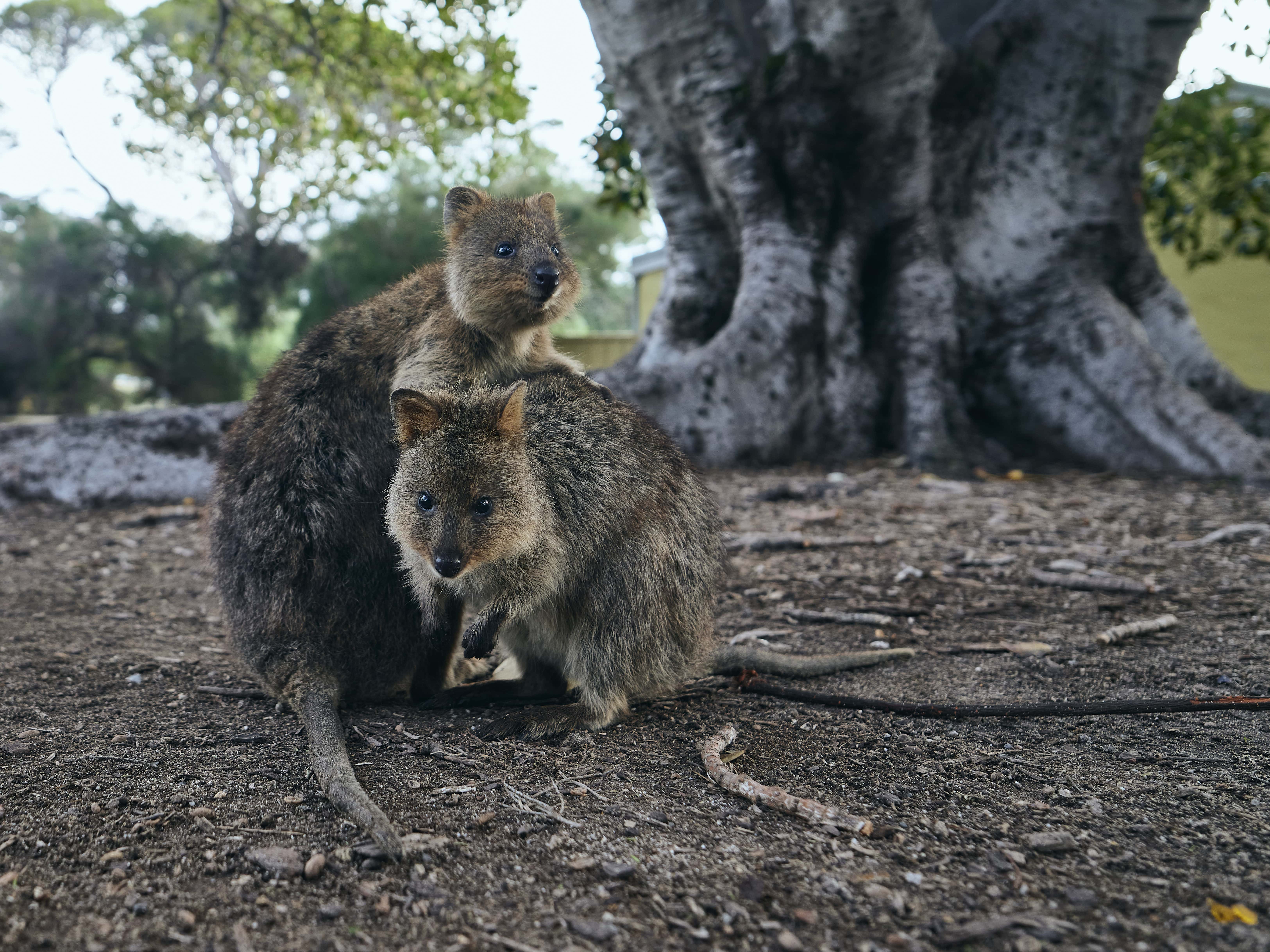Quokka