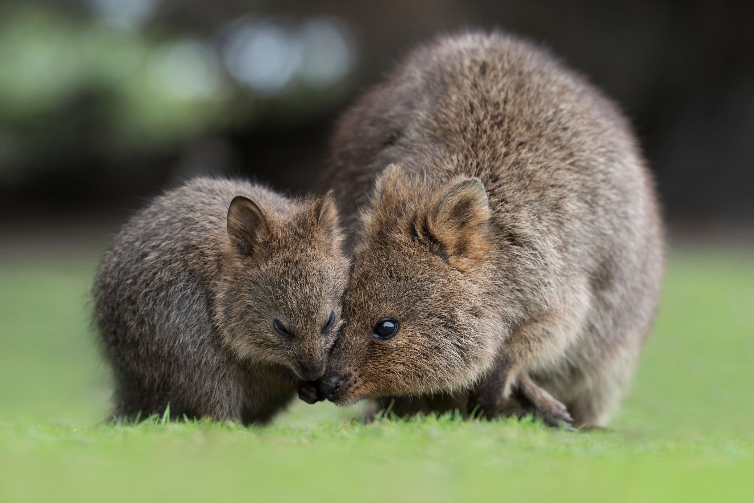 Mother quokka and baby quokka joey