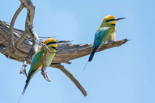 The Rainbow Bee-eater is a migrant bird and arrives on the Island from the north, around October, to breed. It stays until late February or March.