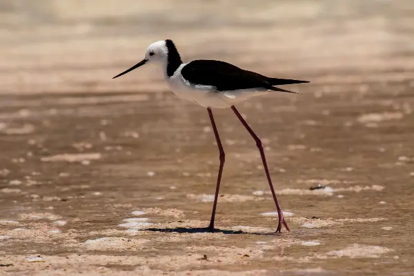 Black Winged Stilt spotted walking over the salt pans on Wadjemup / Rottnest Island