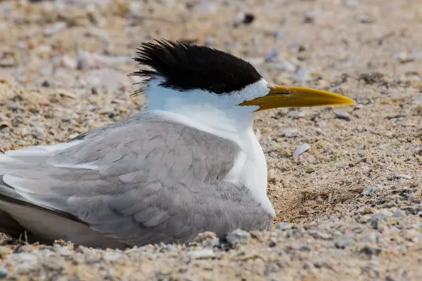Crested Tern in the sand on Wadjemup / Rottnest Island