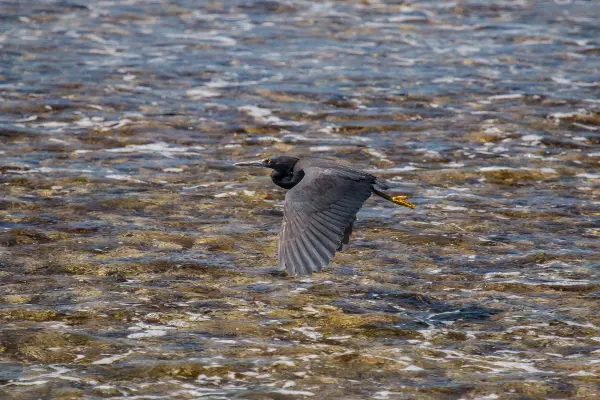 Eastern Reef Egret Spotted flying over the water on Wadjemup / Rottnest Island