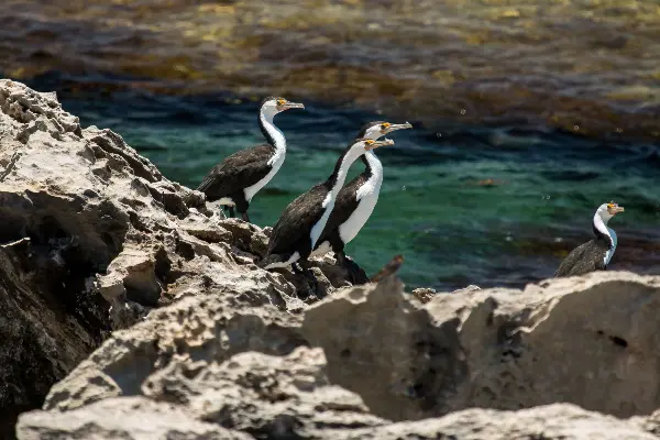 Australian Pied Cormorants perched on a rock by the shore of Wadjemup / Rottnest Island.