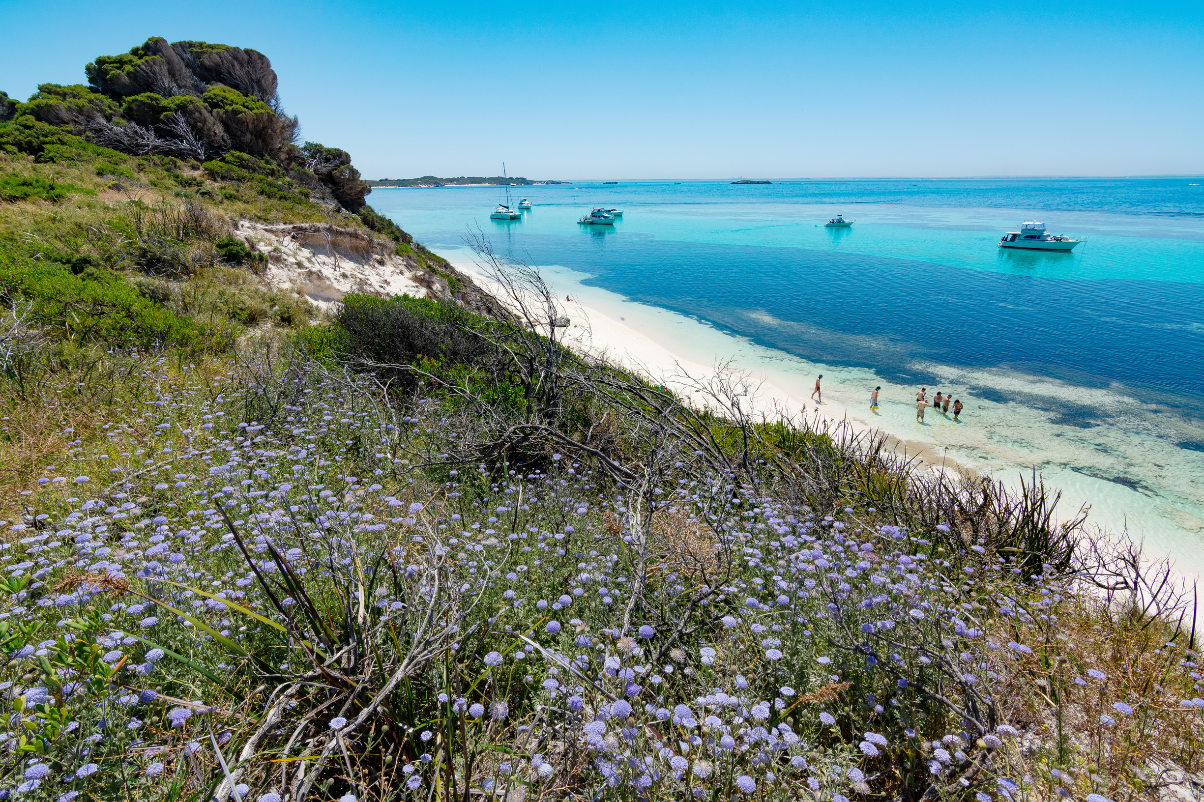 Daisies at Parker Point