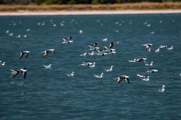 Birds, Wadjemup / Rottnest Island