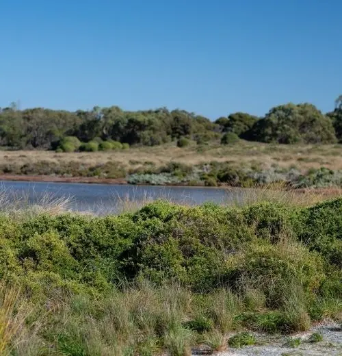 Flora surrounding the lake