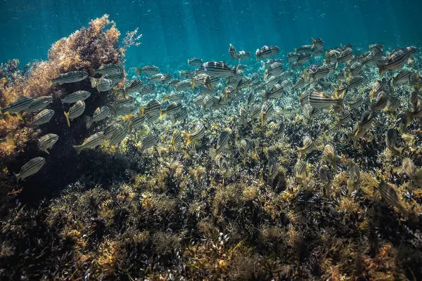 A Vibrant Ecosystem of fish, coral and marine plants in the Waters of Wadjemup / Rottnest Island.