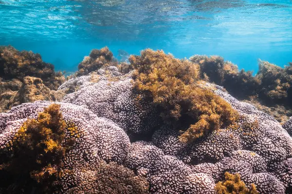Pocillopora Damicornis (Cauliflower Coral) on Wadjemup.