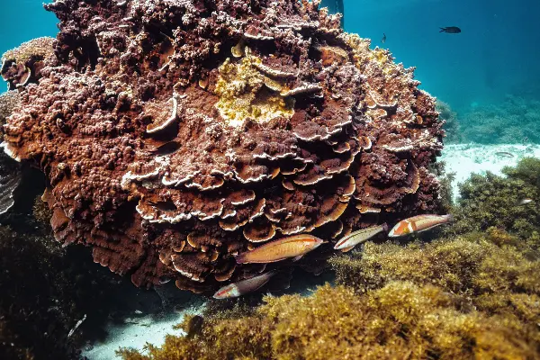 Turbinaria (Plate Coral) on Wadjemup.