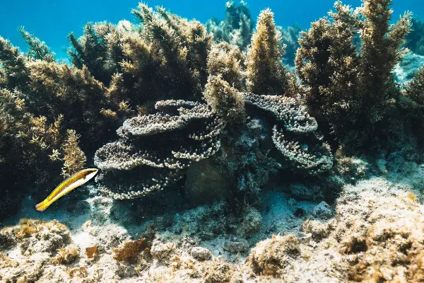 A fish near coral.