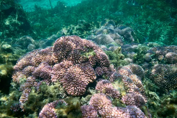 Pocillopora Damicornis (Brain Coral) on Wadjemup.