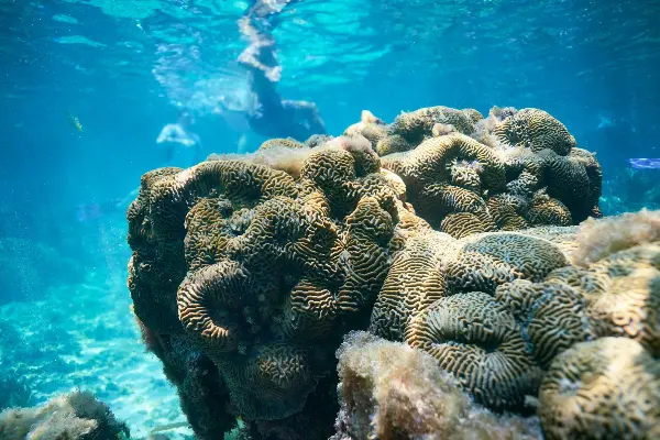 Goniastrea Australensis (Brain Coral) on Wadjemup.