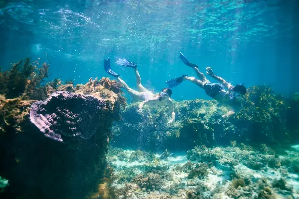 Two People Snorkelling near Coral.