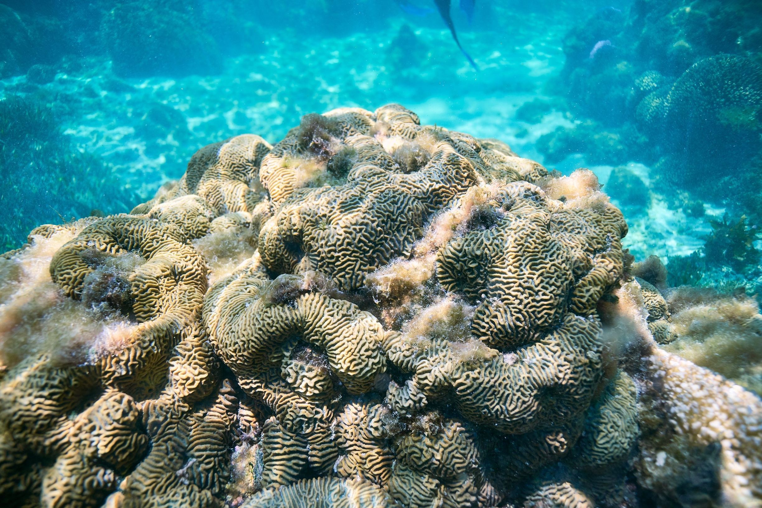 Brain Coral on Wadjemup