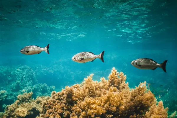 Parker Point Snorkel Trail | Rottnest Island