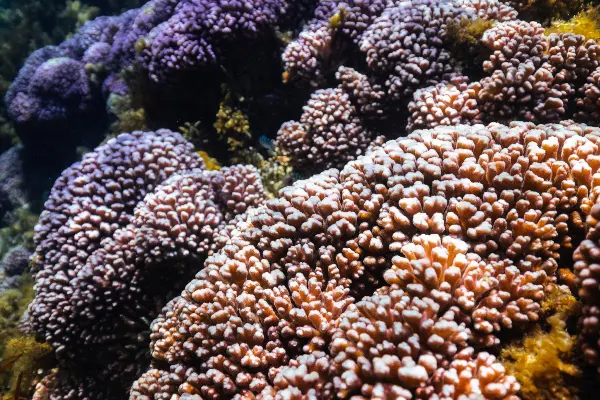 Colourful Corals Found in the Waters of Wadjemup / Rottnest Island.