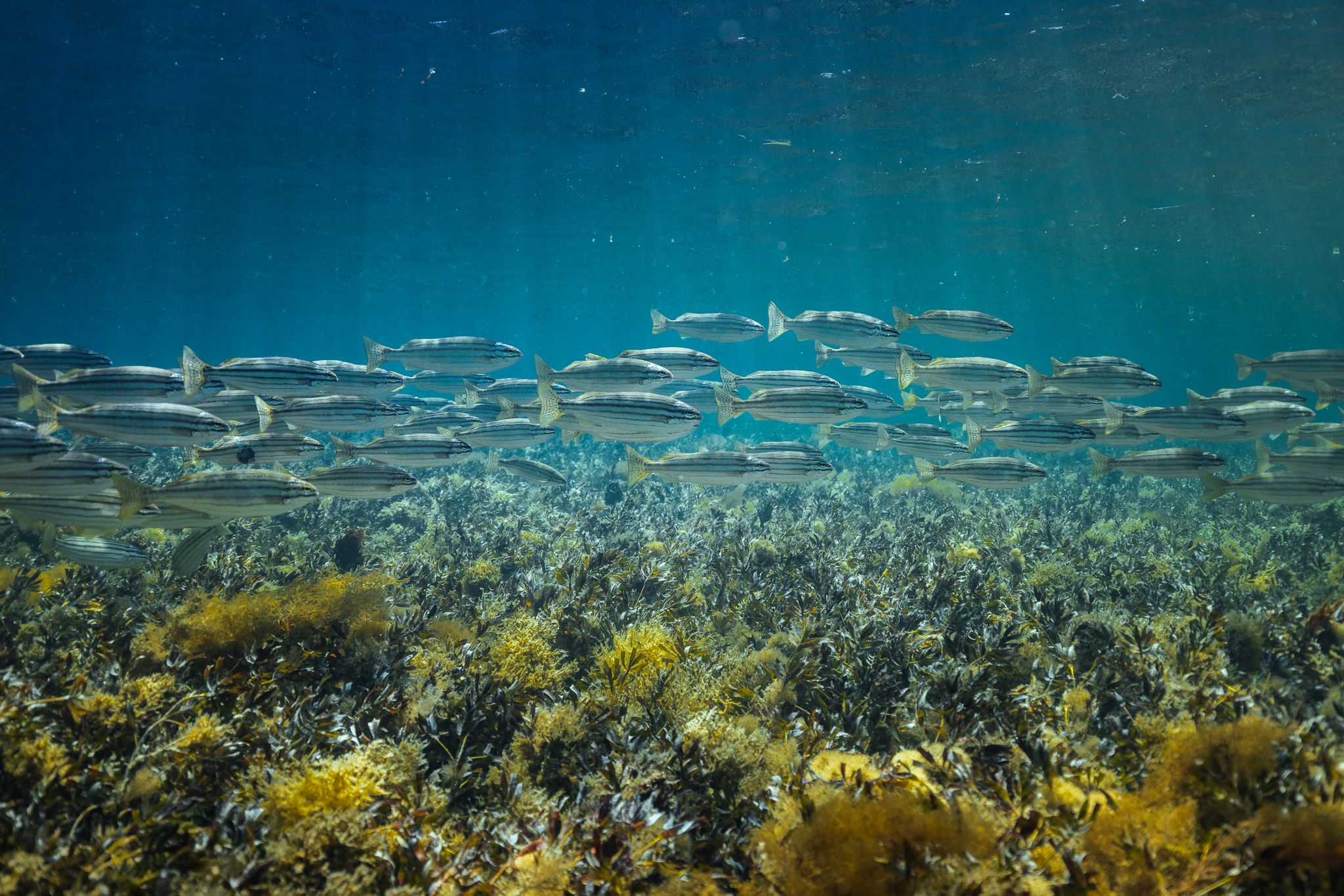 6 Best Snorkelling Spots | Rottnest Island