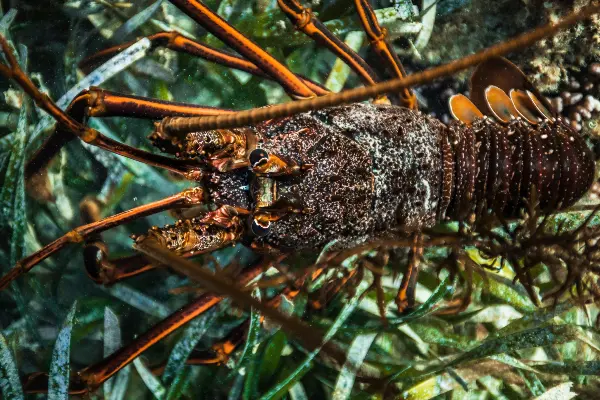 Close-up underwater photo of a rock lobster among green seaweed, with its detailed exoskeleton and long antennae visible.