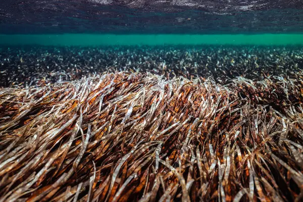 Underwater view of a dense bed of brown and green seagrass, with the water surface visible above.