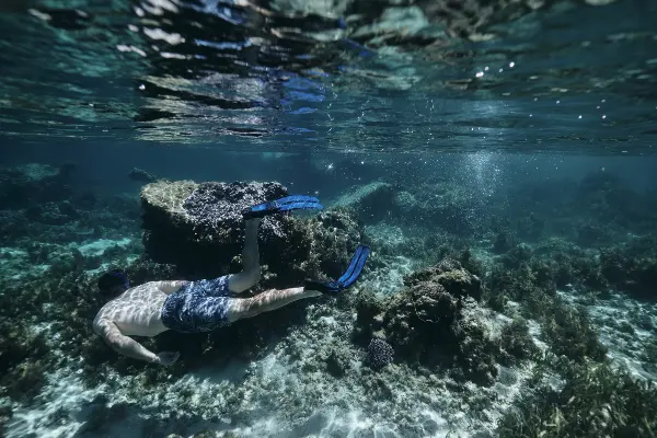 Snorkelling, Little Salmon Bay