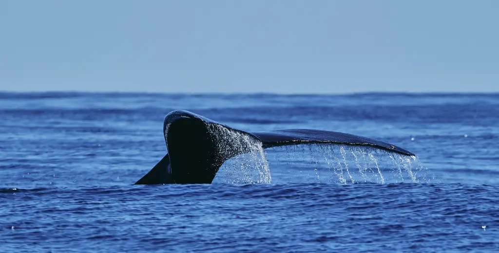 Whale