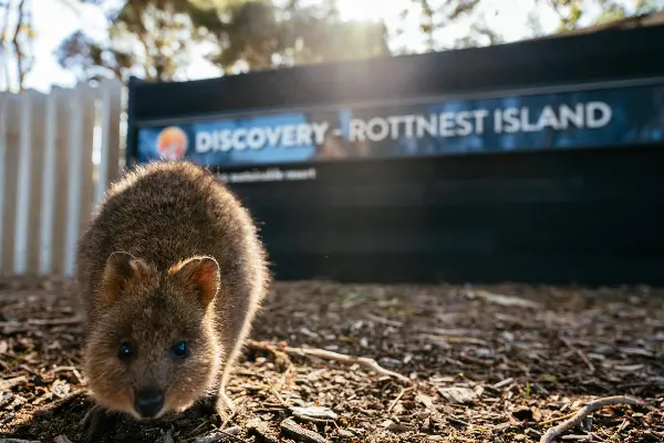 Quokka at Discovery Rottnest Island