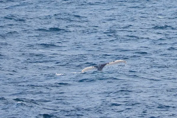 whale tail breaking the sea surface