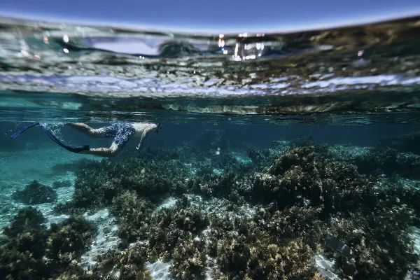 Snorkelling at Rottnest Island