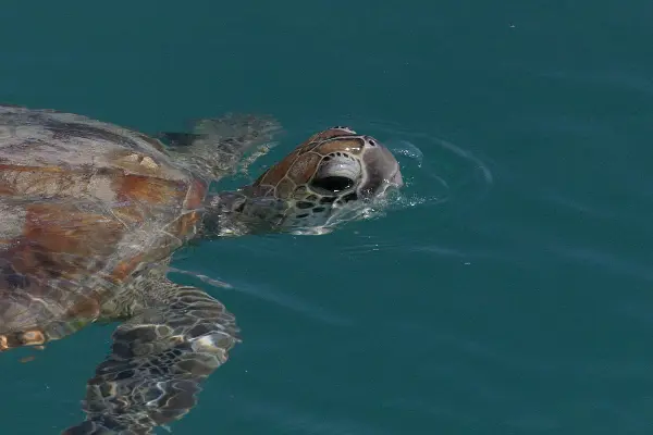A green turtle swimming