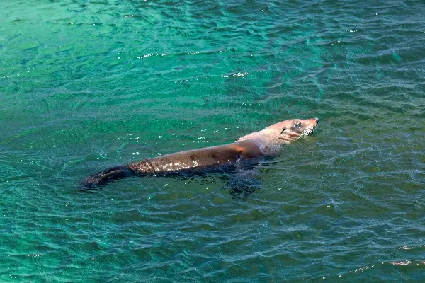 A Seal swimming.