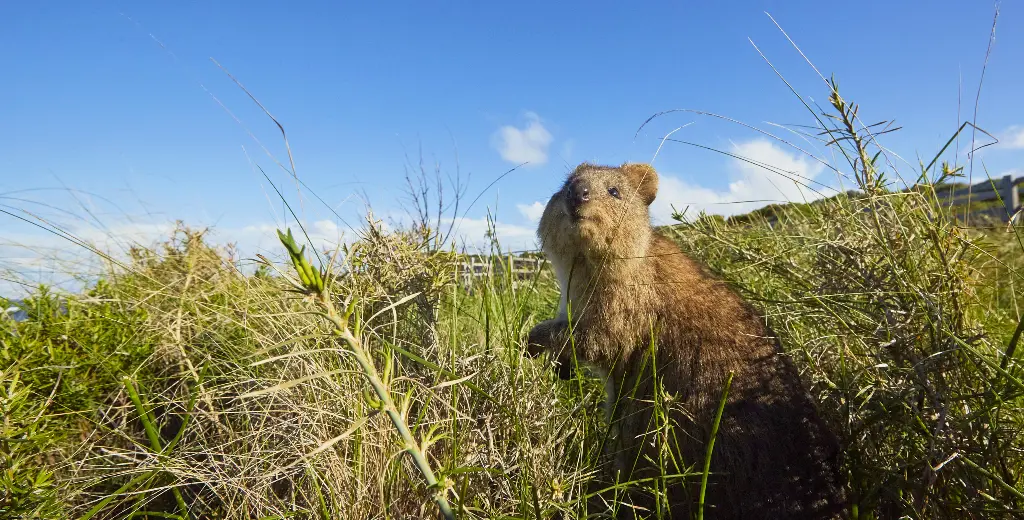 Quokka