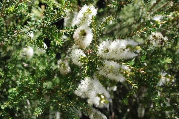 Plants at Rottnest Island