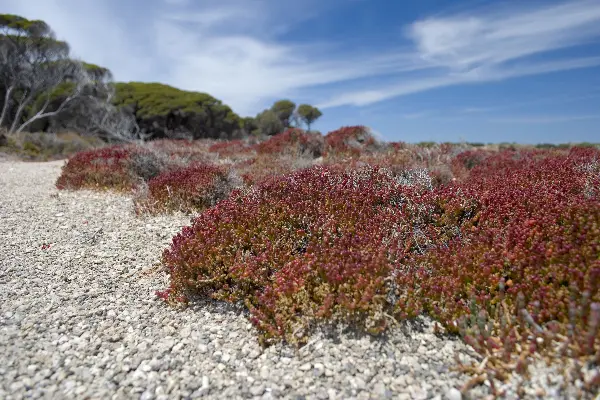 Samphire at Rottnest Island