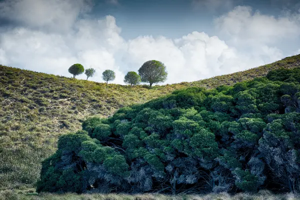 Nature at Rottnest Island