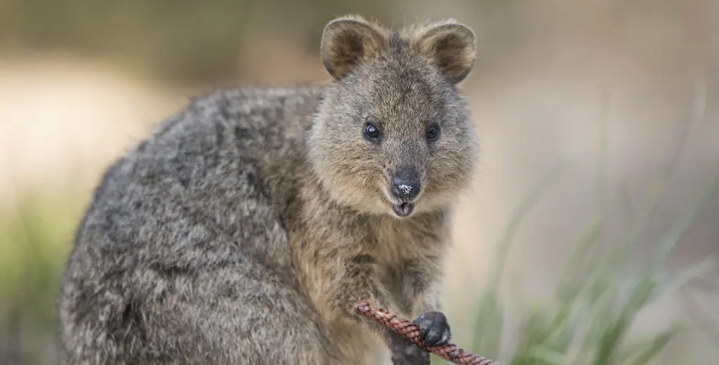 Quokka