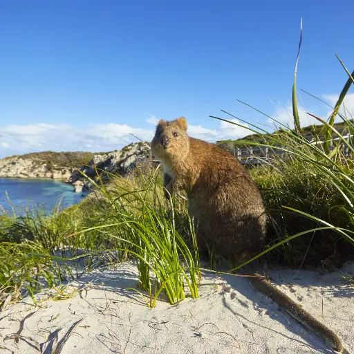 Quokka