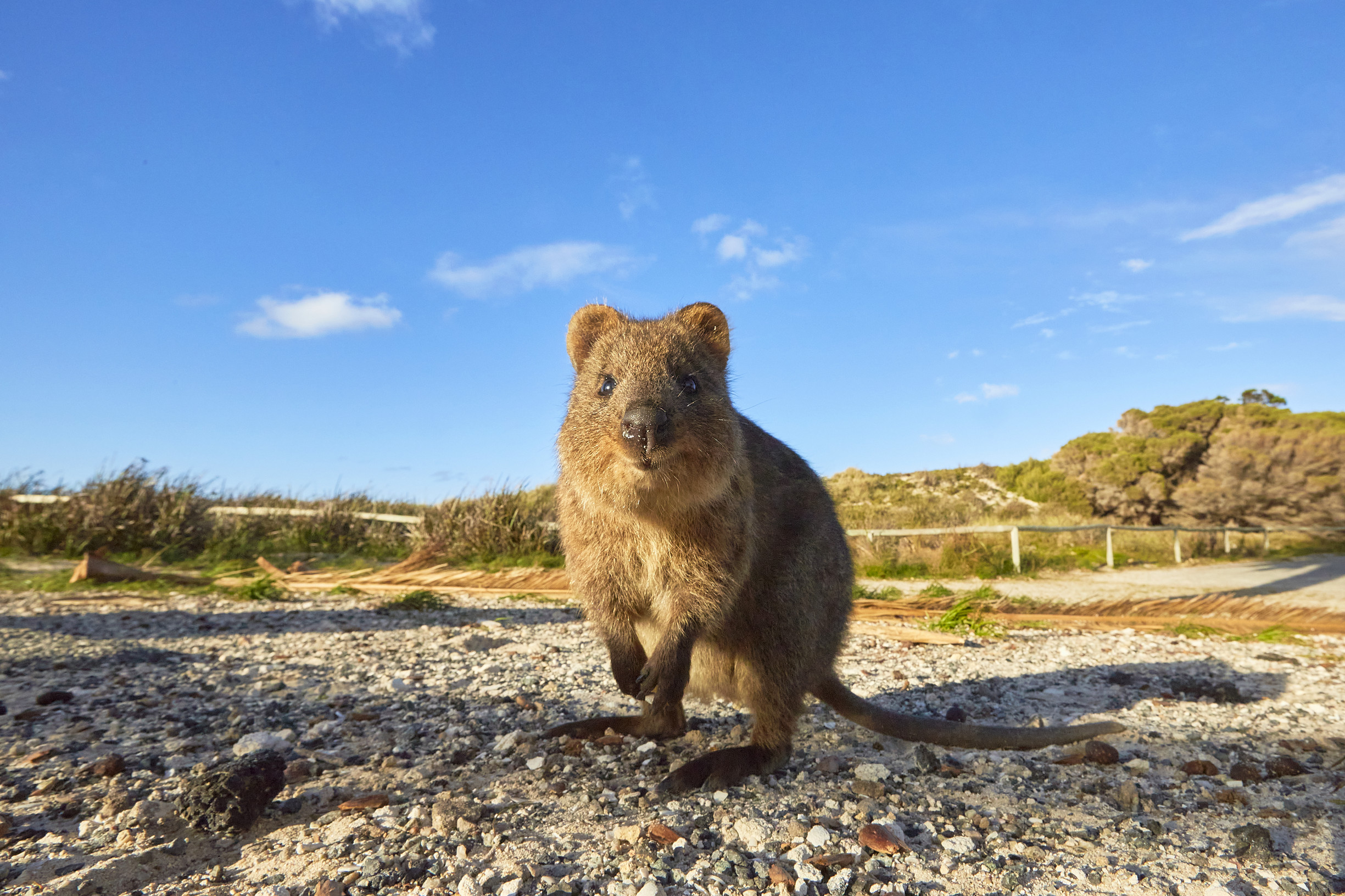 Quokka