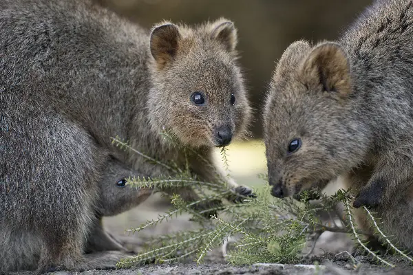 Quokkas