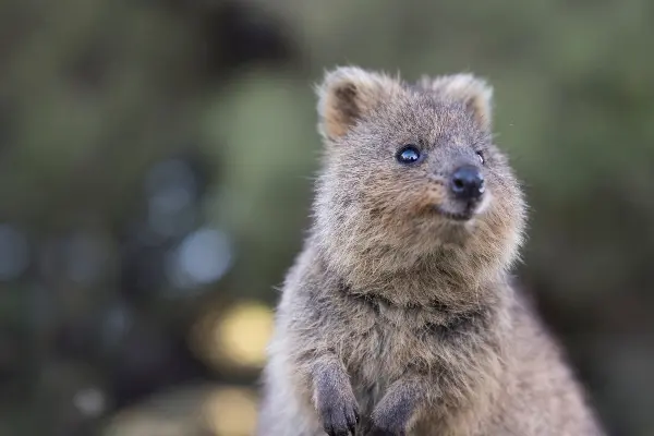 Quokka