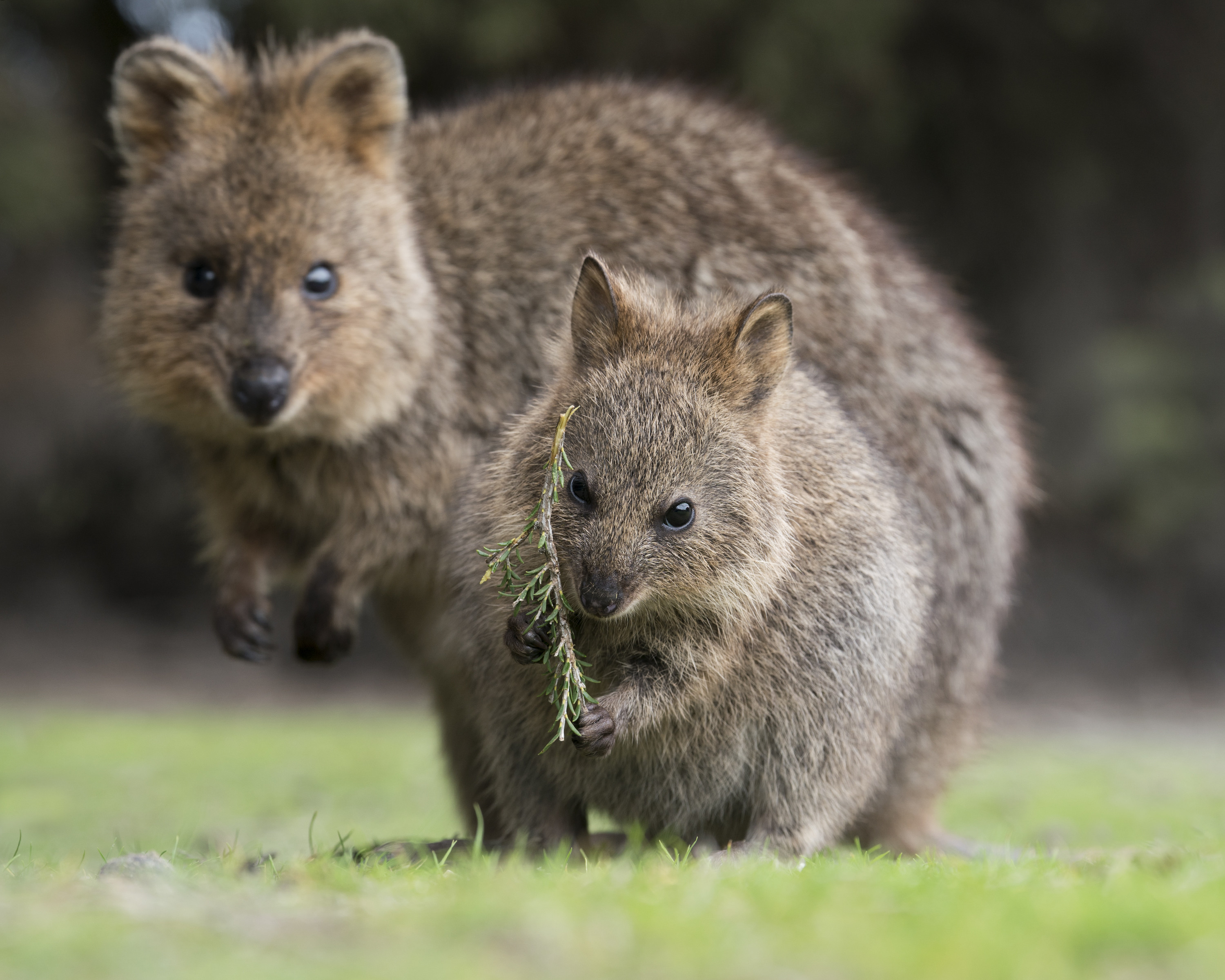 Rottnest Island Where To See Quokkas On Rottnest Island Rottnest Island Where To See Quokkas On Rottnest Island