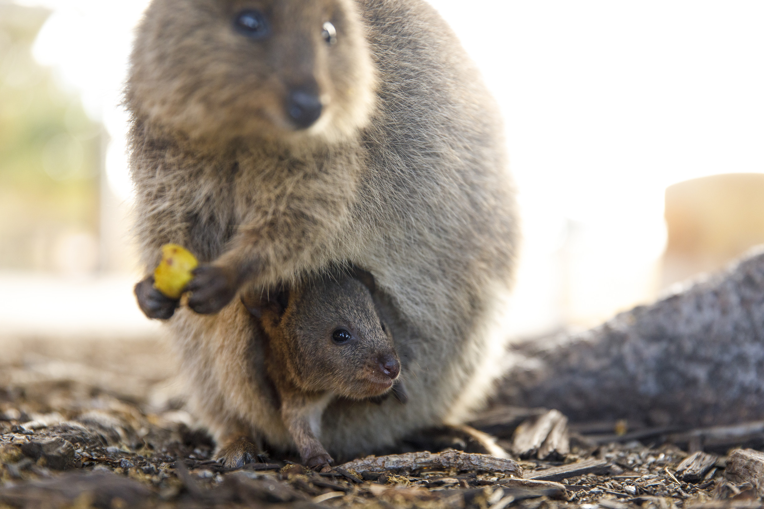 Quokka joey