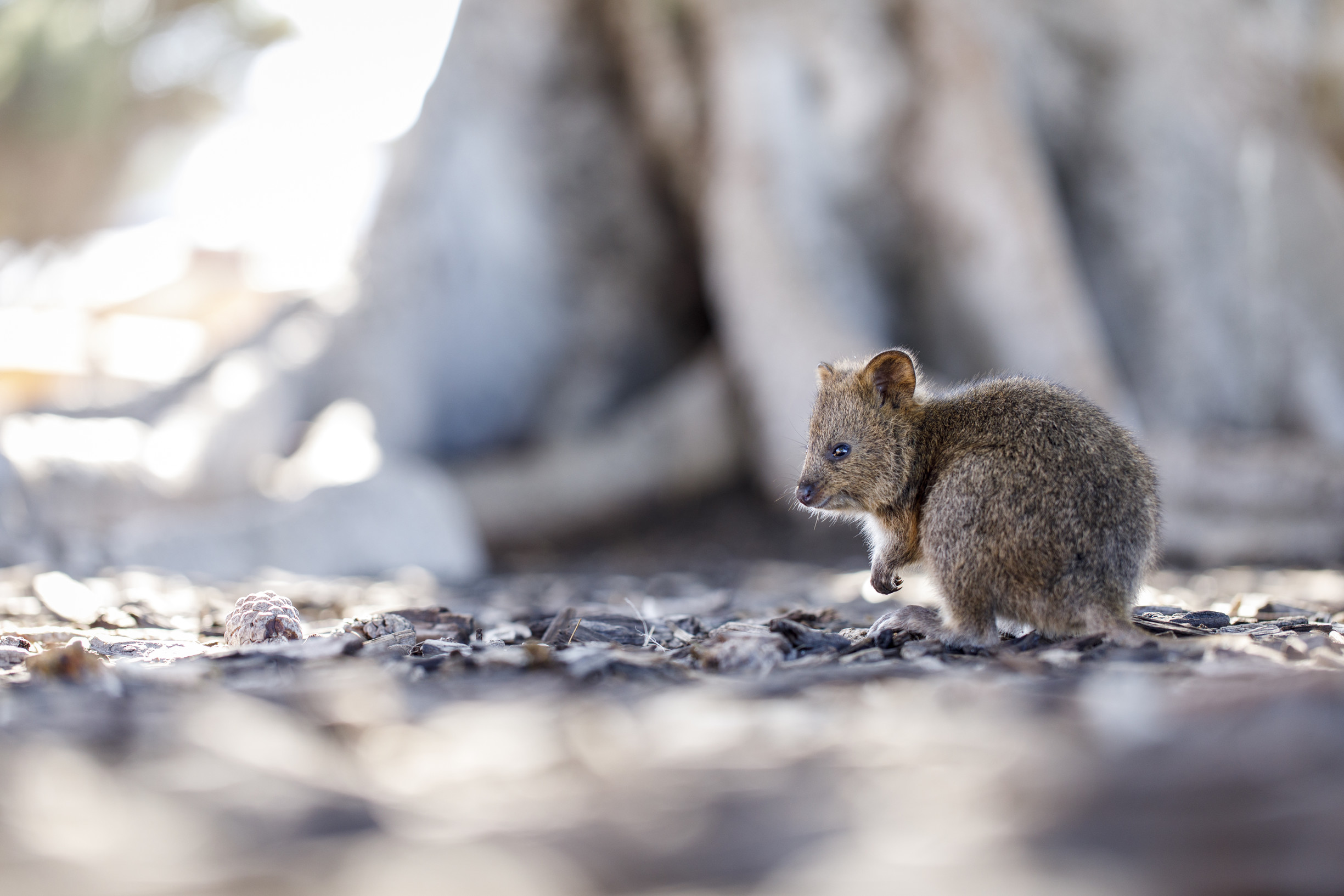 Quokka joey