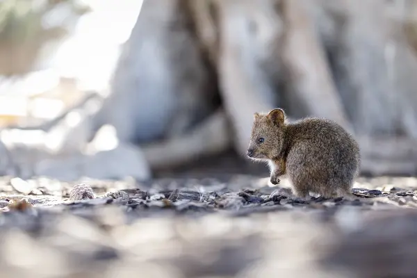 Quokka