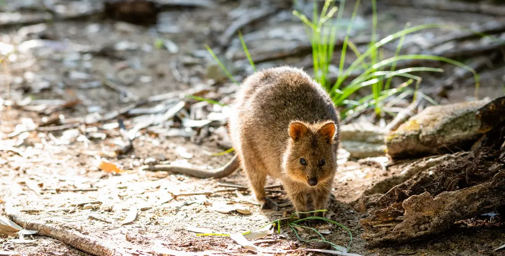 Quokka