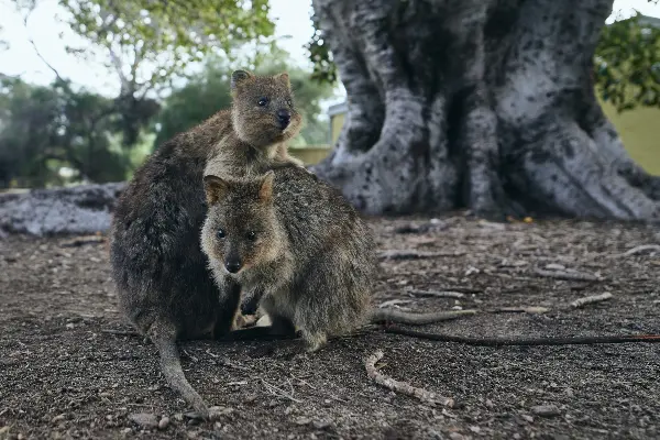 Quokkas