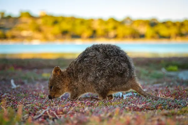 Quokka on the ground searching for food