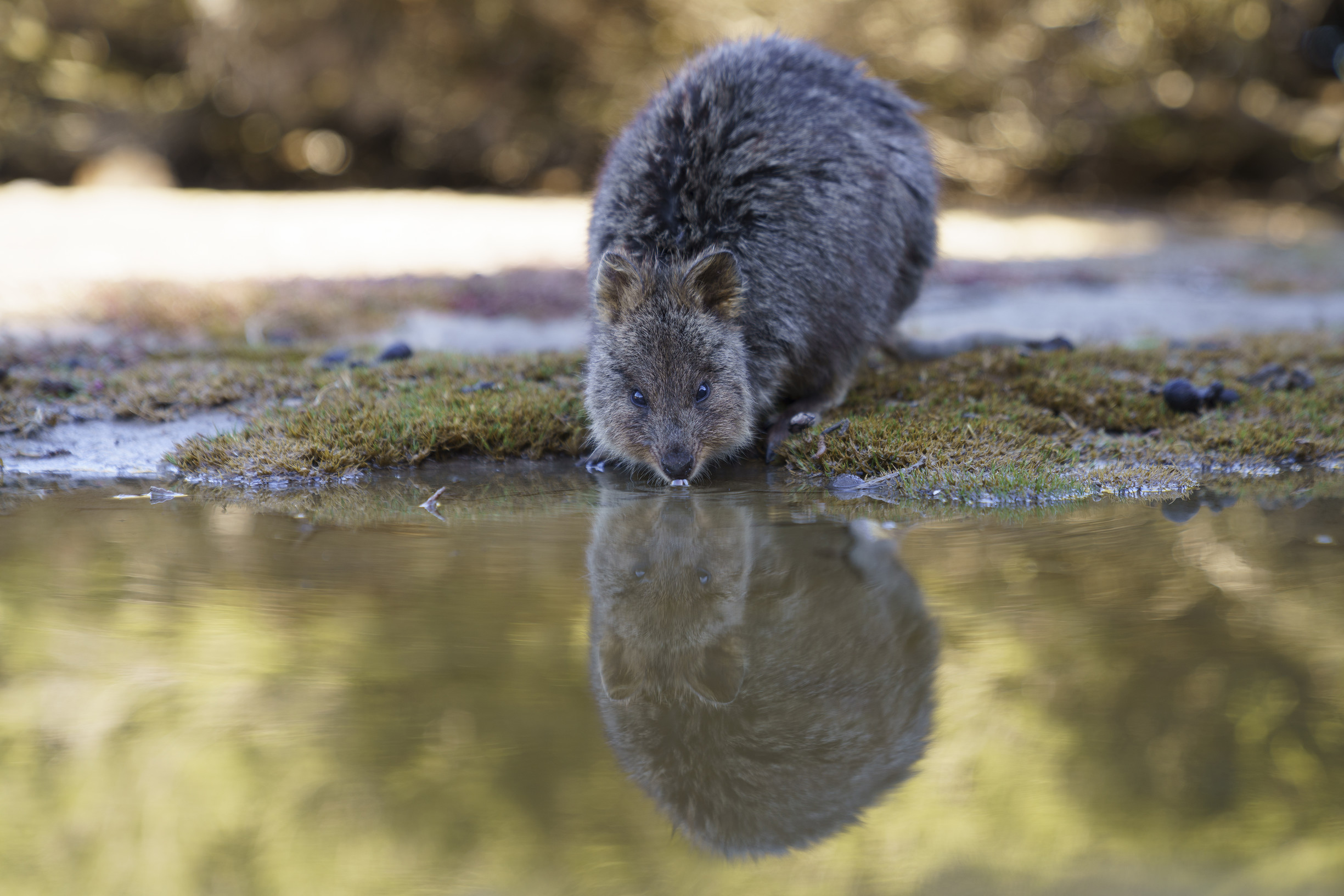 Quokka Drinking