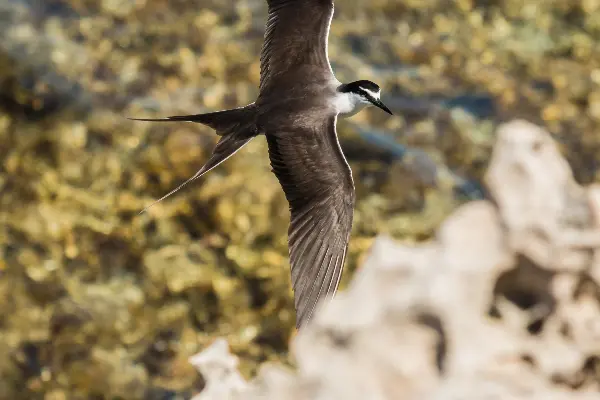 Bridled tern